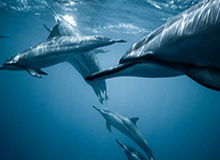 赛事竞猜-2025中国金球奖揭晓:U23国足获组委会特别奖